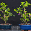 Barbados Cherry Bonsai Tree