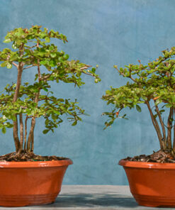 Dwarf Black Olive Forest – Bucida molinetti – 7″ Pot
