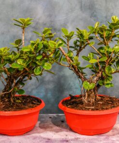 Green Island’ Ficus – Round Leaves – 8″ Pot