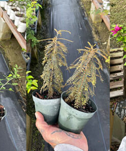 Small Starters – Limited Offer – 4″ Pots