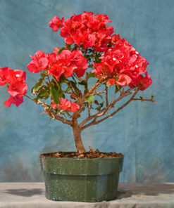 Bougainvillea ‘Red’ – 7″ to 10″ Pot