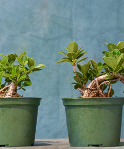 Ficus Green Island – Shohin Oval Leaves – 6″ Pot