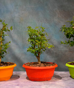 Vietnamese Blue Bell Pre-Bonsai – 8″ or 9″ Pot