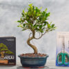 Beginner Bonsai Kit