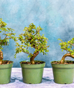 Chinese Elm – Curved Trunk – 6″ Pot