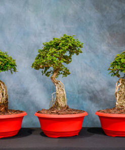 Premna – Exposed Root – 8″ Pot