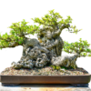 fig tree bonsai for sale