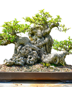 fig tree bonsai for sale