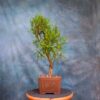 Bald Cypress Bonsai