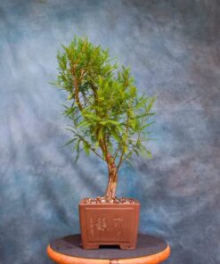 Bald Cypress Bonsai