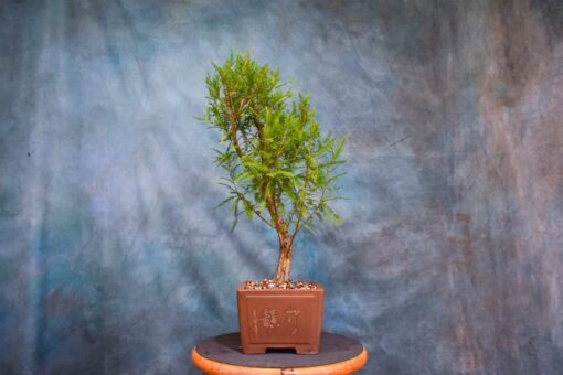 Bald Cypress Bonsai