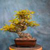 specimen bonsai trees for sale