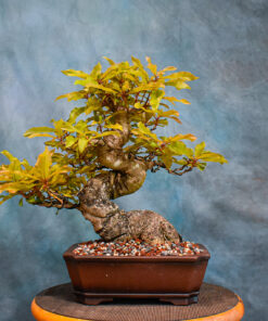specimen bonsai trees for sale