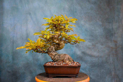specimen bonsai trees for sale