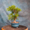 Willow Leaf Ficus Bonsai Tree