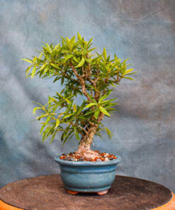 Willow Leaf Ficus Bonsai Tree