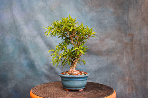 Willow Leaf Ficus Bonsai Tree