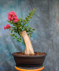 Pink Crepe Myrtle – One of a Kind Pre-Bonsai