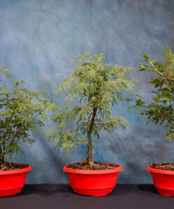 Sweet Acacia – 8″ Pot