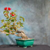 Red Bougainvillea Plant