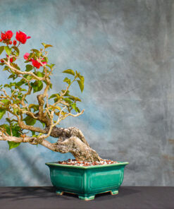 Red Bougainvillea Plant