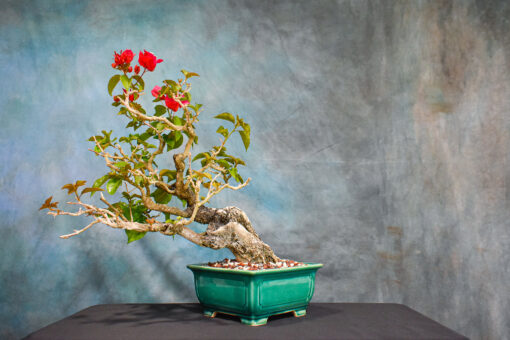 Red Bougainvillea Plant