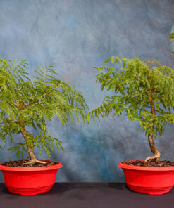 Rabbit’s Foot Acacia – 7″ Pot to 9″ Pot