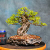 Ficus Bonsai Tree