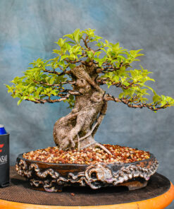 Ficus Bonsai Tree