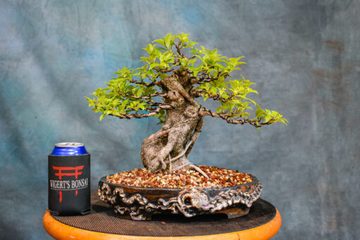 Ficus Bonsai Tree