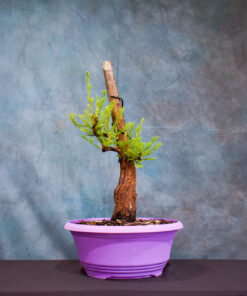 Bald Cypress – One of a Kind Pre-Bonsai