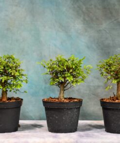 Chinese Elm – Straight Trunk – Shohin – 6″ Pot