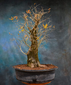 Bald Cypress – One of a Kind Pre-Bonsai