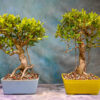 ficus bonsai tree
