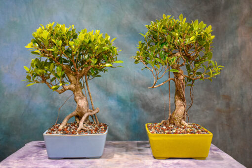 ficus bonsai tree