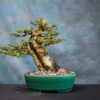 neea buxifolia