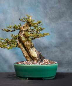 neea buxifolia
