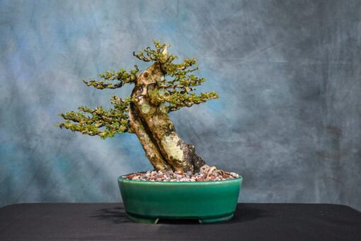neea buxifolia