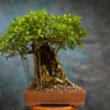 microcarpa ficus bonsai