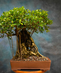 microcarpa ficus bonsai