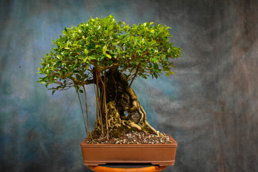 microcarpa ficus bonsai