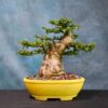 parrot's beak bonsai