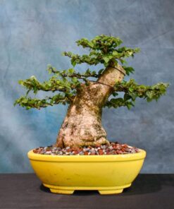 parrot's beak bonsai