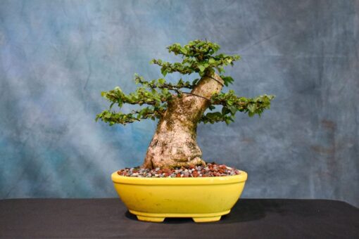parrot's beak bonsai