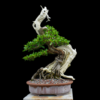 buttonwood bonsai tree