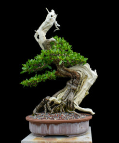 buttonwood bonsai tree
