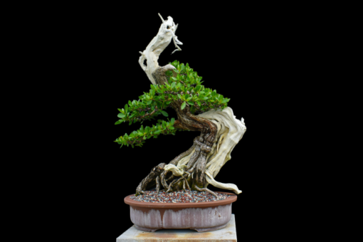 buttonwood bonsai tree