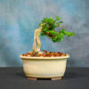 premna bonsai tree