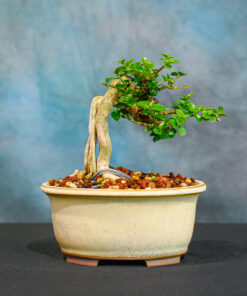 premna bonsai tree