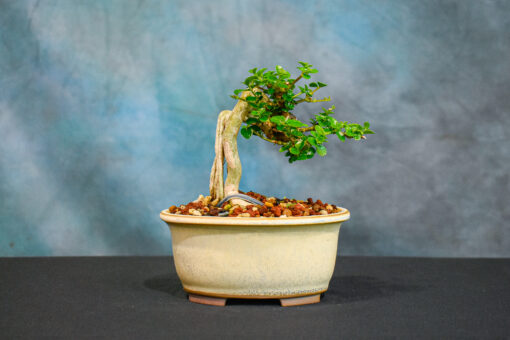 premna bonsai tree